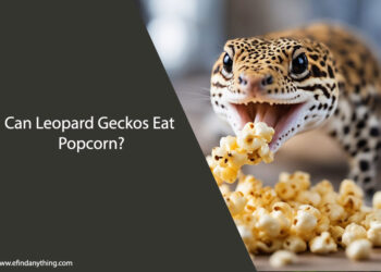 Can Leopard Geckos Eat Popcorn