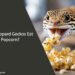 Can Leopard Geckos Eat Popcorn
