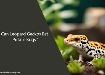 Can Leopard Geckos Eat Potato Bugs