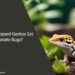 Can Leopard Geckos Eat Potato Bugs