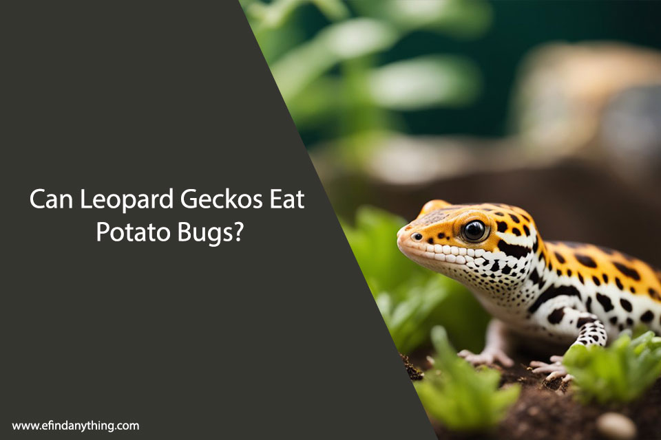 Can Leopard Geckos Eat Potato Bugs