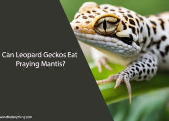 Can Leopard Geckos Eat Praying Mantis