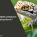 Can Leopard Geckos Eat Praying Mantis