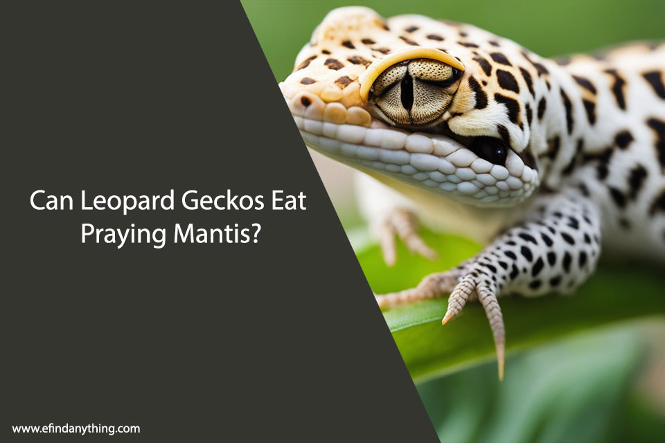 Can Leopard Geckos Eat Praying Mantis