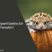 Can Leopard Geckos Eat Pumpkin