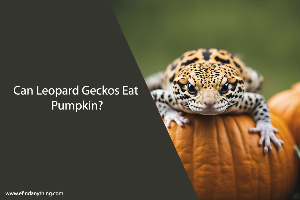Can Leopard Geckos Eat Pumpkin?