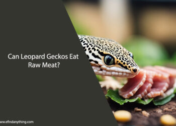 Can Leopard Geckos Eat Raw Meat