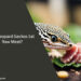 Can Leopard Geckos Eat Raw Meat