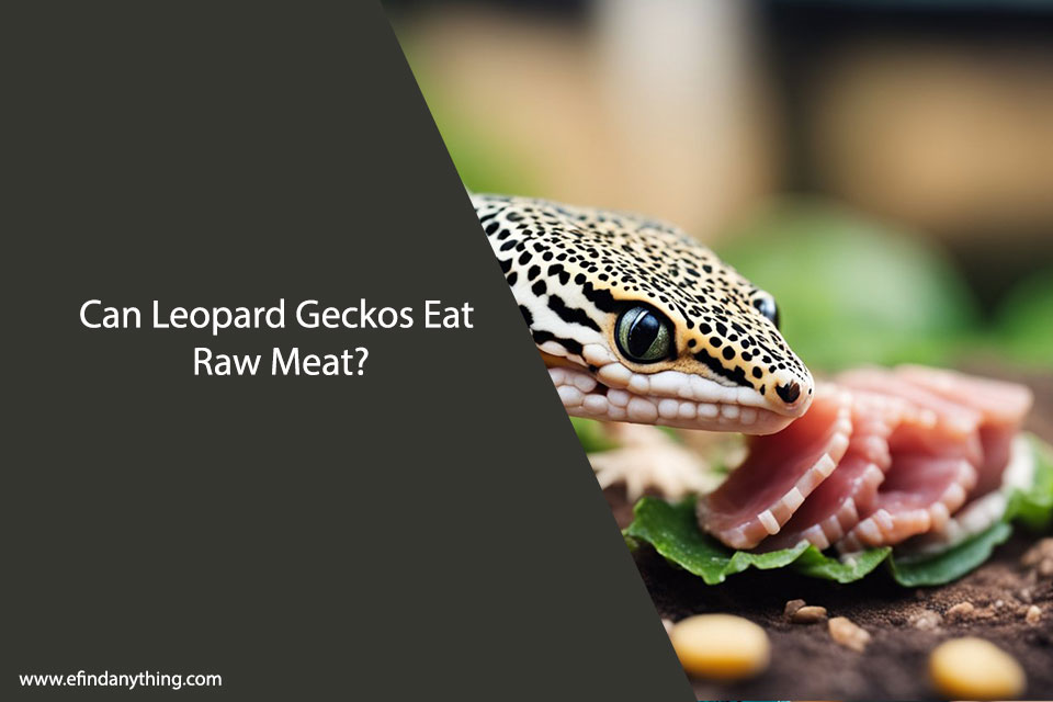 Can Leopard Geckos Eat Raw Meat