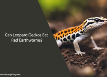 Can Leopard Geckos Eat Red Earthworms