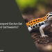 Can Leopard Geckos Eat Red Earthworms