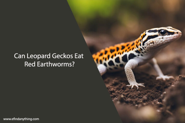 Can Leopard Geckos Eat Red Earthworms