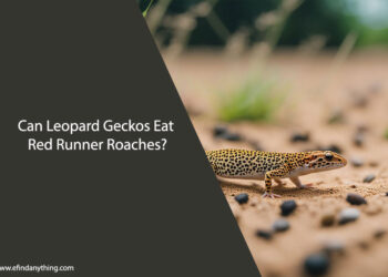 Can Leopard Geckos Eat Red Runner Roaches