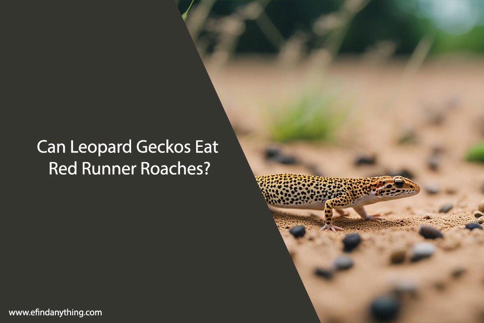 Can Leopard Geckos Eat Red Runner Roaches