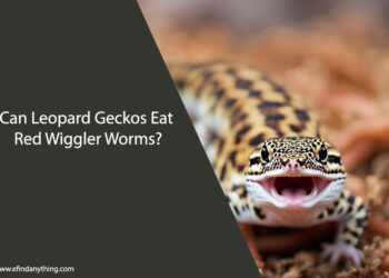 Can Leopard Geckos Eat Red Wiggler Worms