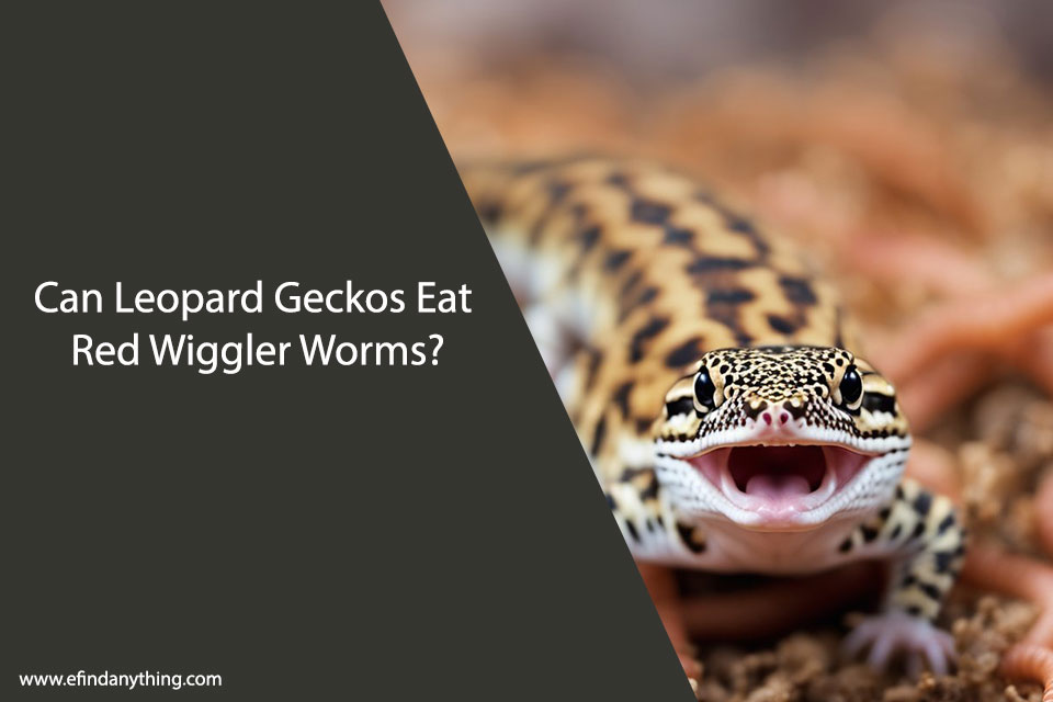 Can Leopard Geckos Eat Red Wiggler Worms