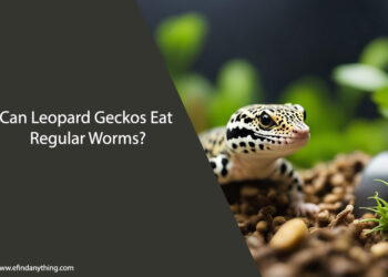 Can Leopard Geckos Eat Regular Worms