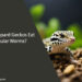 Can Leopard Geckos Eat Regular Worms