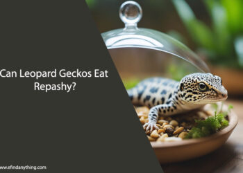 Can Leopard Geckos Eat Repashy