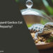 Can Leopard Geckos Eat Repashy