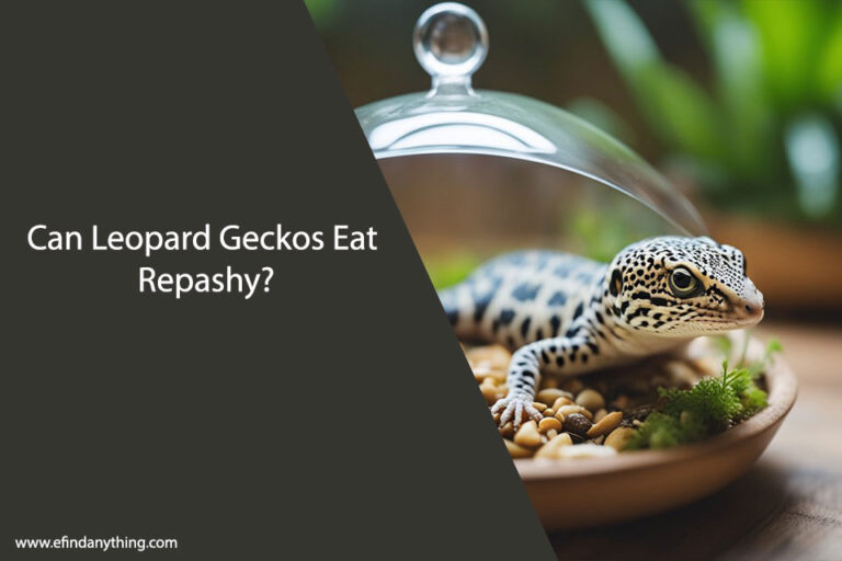 Can Leopard Geckos Eat Repashy
