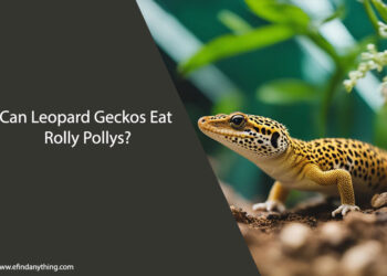 Can Leopard Geckos Eat Rolly Pollys