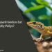 Can Leopard Geckos Eat Rolly Pollys