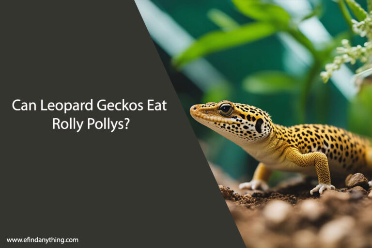 Can Leopard Geckos Eat Rolly Pollys