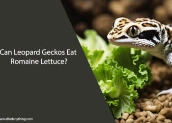 Can Leopard Geckos Eat Romaine Lettuce