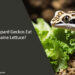 Can Leopard Geckos Eat Romaine Lettuce