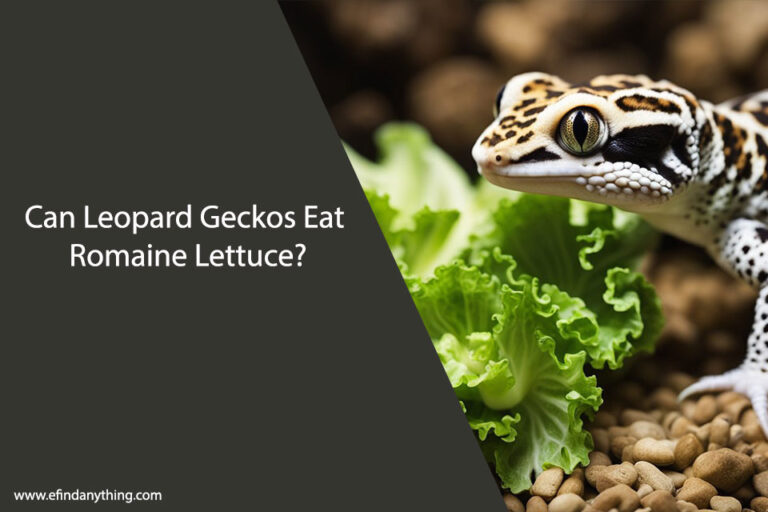 Can Leopard Geckos Eat Romaine Lettuce