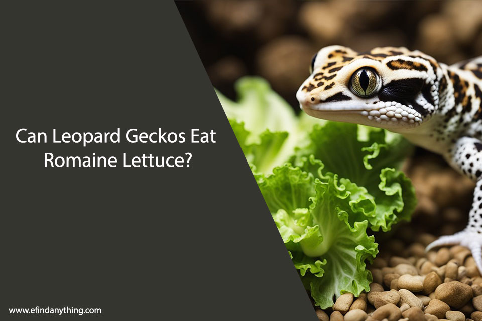 Can Leopard Geckos Eat Romaine Lettuce