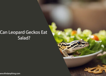 Can Leopard Geckos Eat Salad