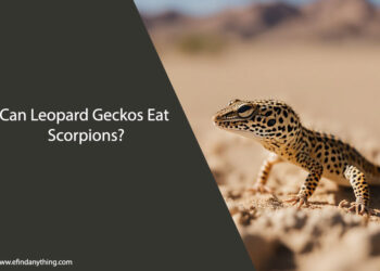 Can Leopard Geckos Eat Scorpions