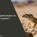 Can Leopard Geckos Eat Scorpions