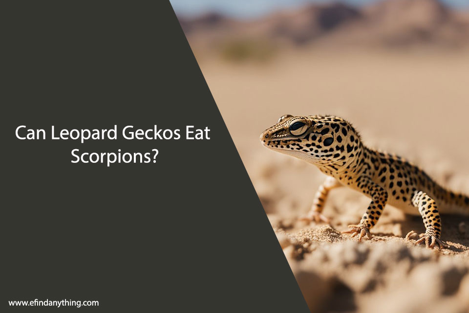 Can Leopard Geckos Eat Scorpions