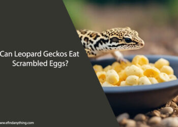 Can Leopard Geckos Eat Scrambled Eggs