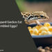 Can Leopard Geckos Eat Scrambled Eggs