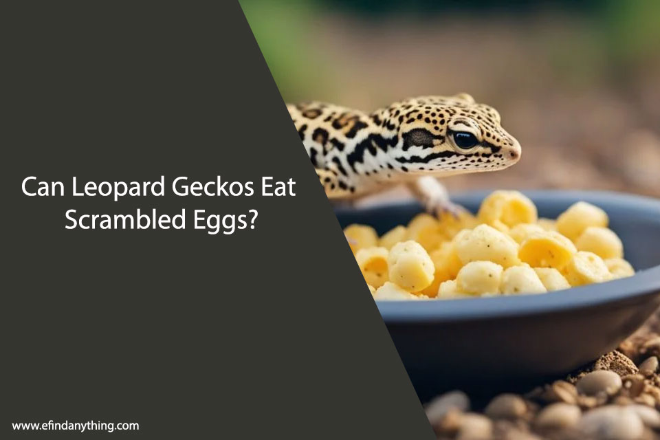 Can Leopard Geckos Eat Scrambled Eggs