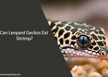 Can Leopard Geckos Eat Shrimp