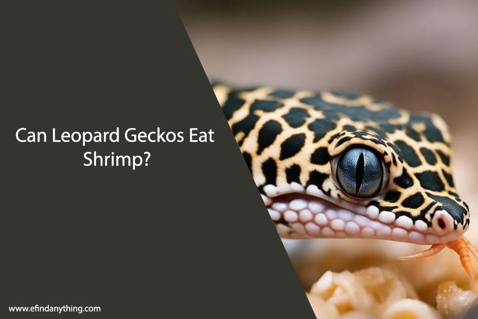 Can Leopard Geckos Eat Shrimp