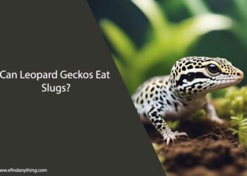 Can Leopard Geckos Eat Slugs