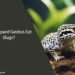 Can Leopard Geckos Eat Slugs