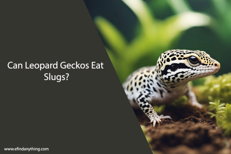 Can Leopard Geckos Eat Slugs