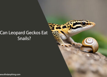 Can Leopard Geckos Eat Snails