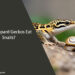 Can Leopard Geckos Eat Snails