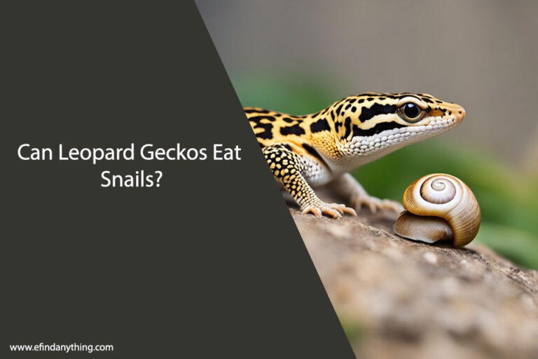 Can Leopard Geckos Eat Snails