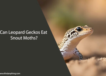 Can Leopard Geckos Eat Snout Moths
