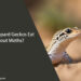 Can Leopard Geckos Eat Snout Moths