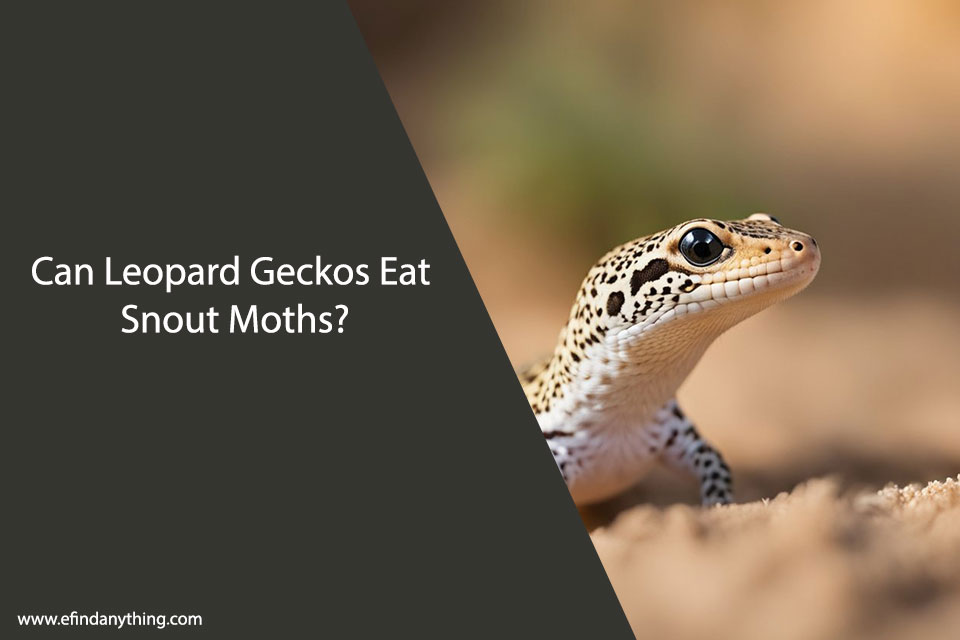 Can Leopard Geckos Eat Snout Moths